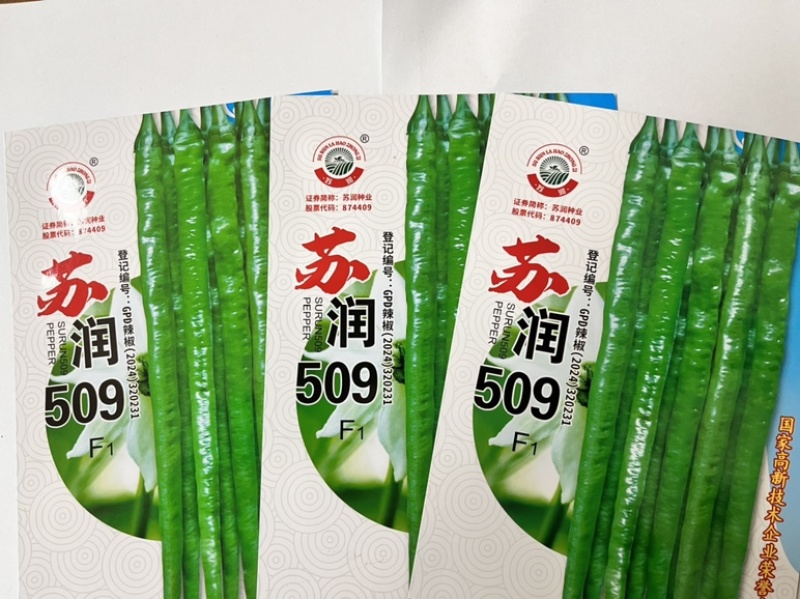 🔥厂家直发正品保真苏润509长线椒种子软皮