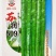 🔥厂家直发正品保真苏润509长线椒种子软皮