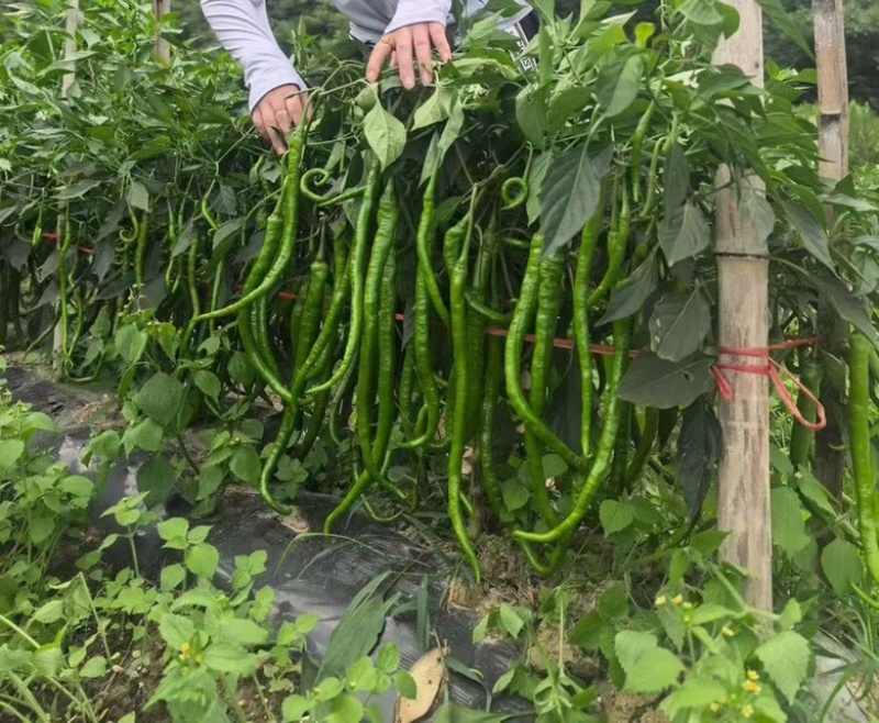 🔥厂家直发正品保真苏润509长线椒种子软皮