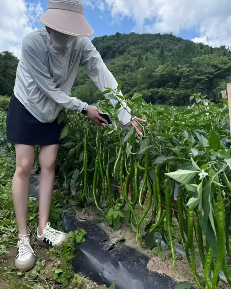 🔥厂家直发正品保真苏润509长线椒种子软皮