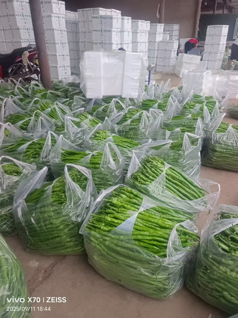 🔥厂家直发正品保真苏润509长线椒种子软皮