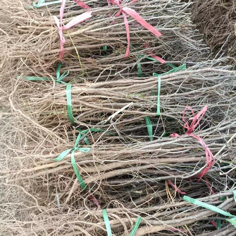 酸枣苗药用酸枣苗酸枣苗产地直销