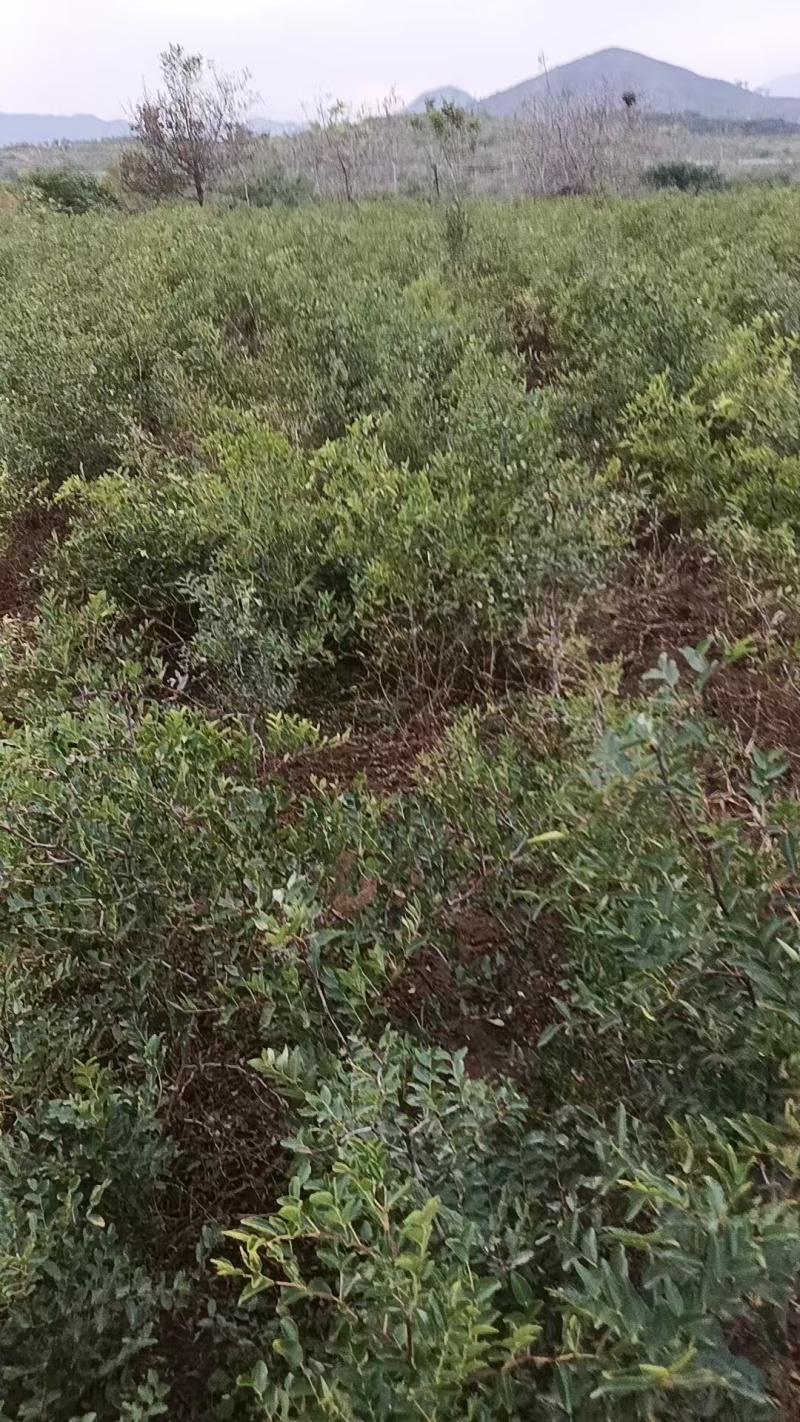 酸枣苗药用酸枣苗酸枣苗产地直销