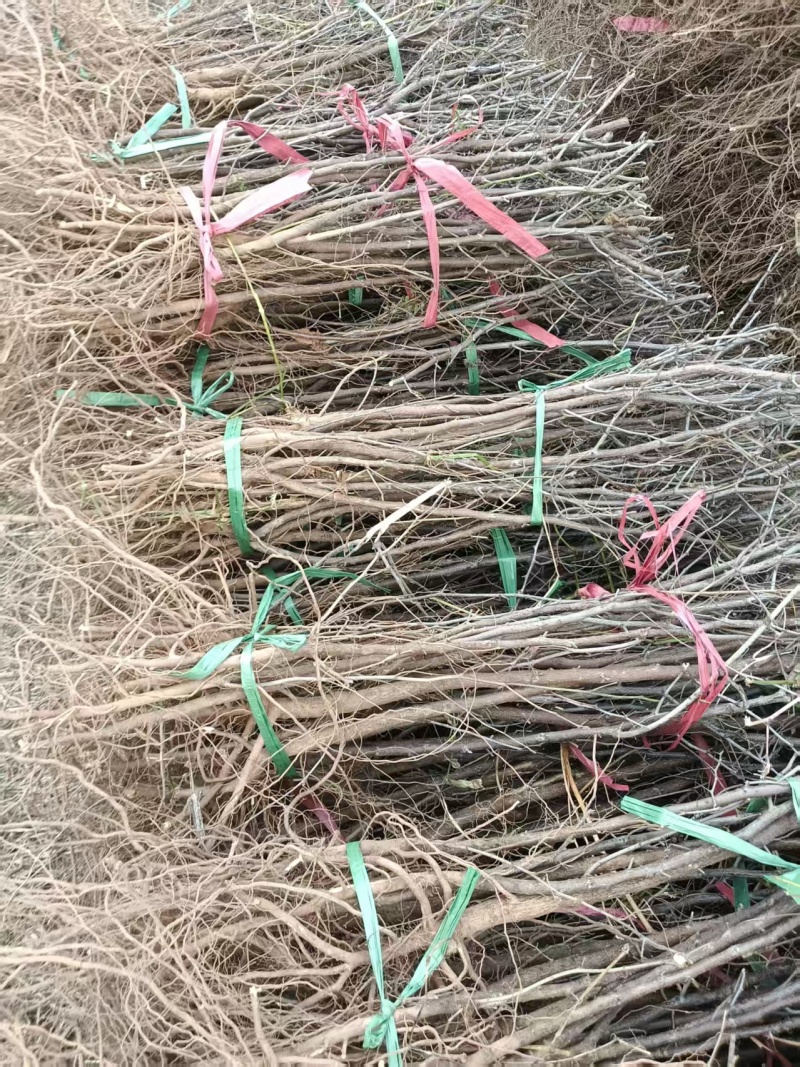 酸枣苗药用酸枣苗酸枣苗产地直销
