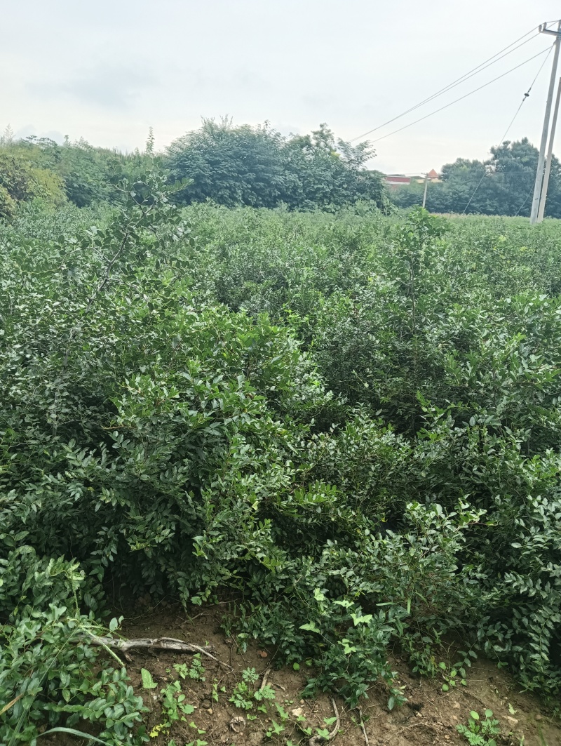 酸枣苗药用酸枣苗酸枣苗产地直销