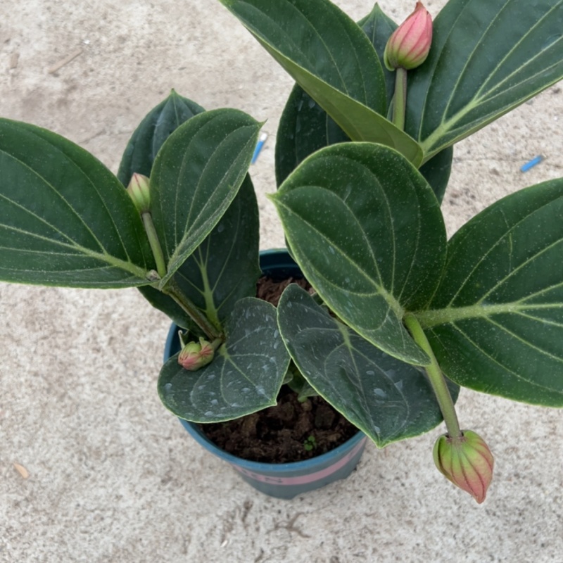 荷兰进口宝莲灯三层三苞