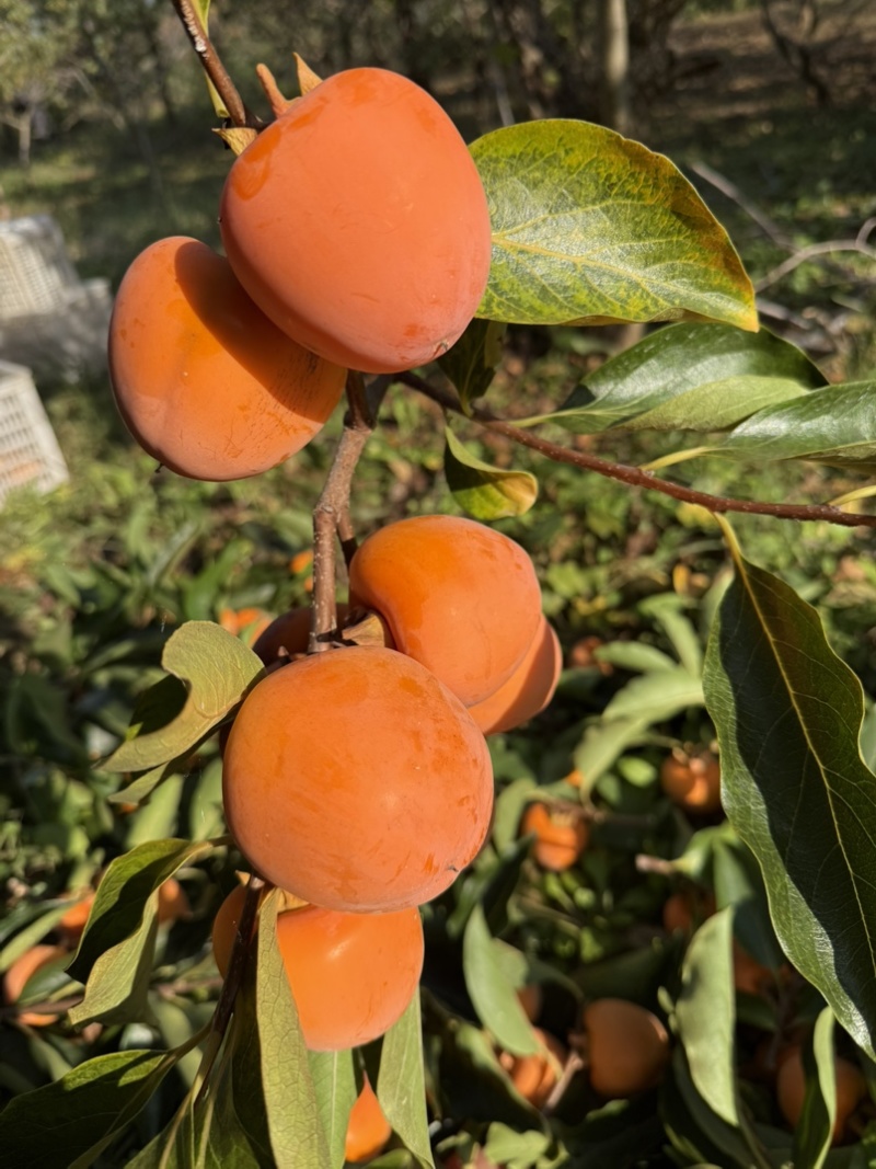 青州霜降吊饼柿子鲜果开始采摘