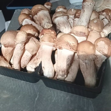 鲜松茸
