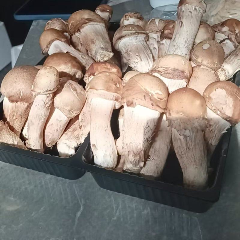鲜松茸