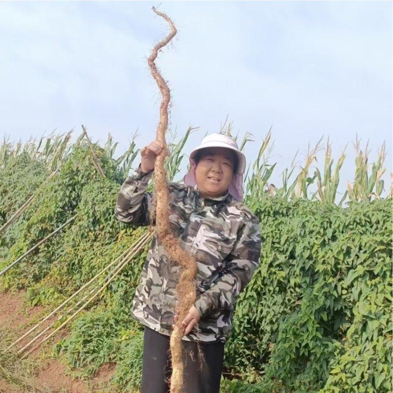 河南新鲜嵩野山药，当地产地直发，一手货源视频看货欢迎致电