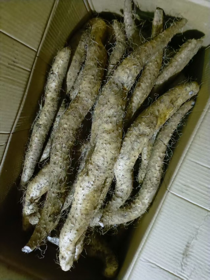 河南新鲜嵩野山药，当地产地直发，一手货源视频看货欢迎致电