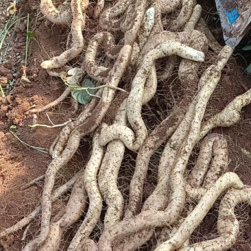 河南新鲜嵩野山药，当地产地直发，一手货源视频看货欢迎致电