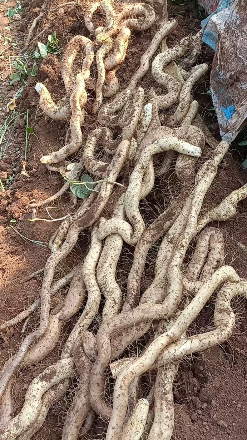 河南新鲜嵩野山药，当地产地直发，一手货源视频看货欢迎致电