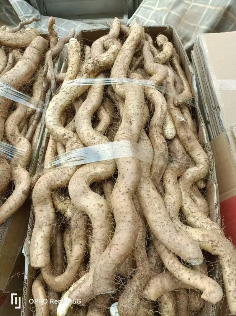 河南新鲜嵩野山药，当地产地直发，一手货源视频看货欢迎致电