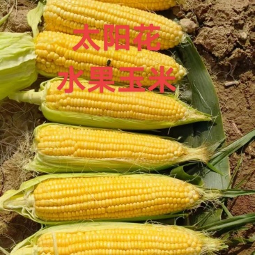 太阳花水果玉米