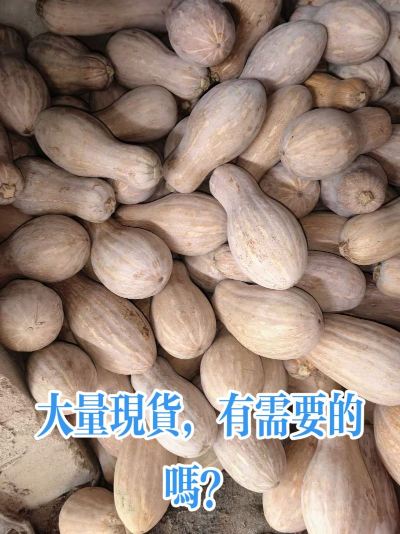 大量蜜本南瓜现货，需要的老板联系！