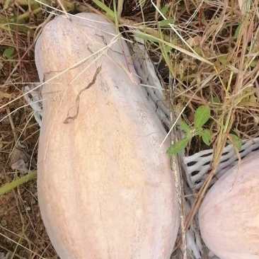 大量蜜本南瓜现货，需要的老板联系！