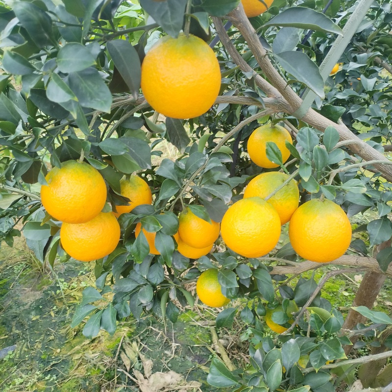 产地自消，爱媛果冻橙，甜度高，