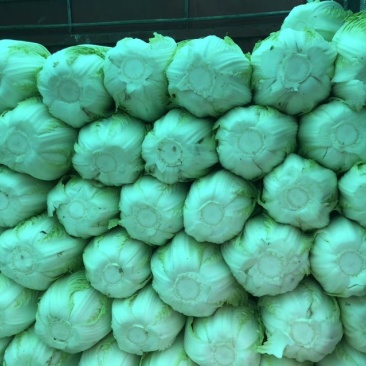山西忻州北京3号，玲珑黄白菜，净菜量大