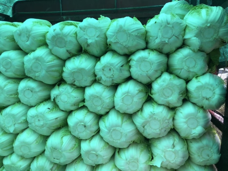 山西忻州北京3号，玲珑黄白菜，净菜量大