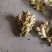 广东小黄姜新鲜上市价格美丽对接全国量大从优欢迎询价