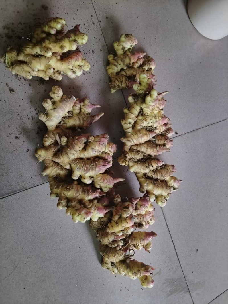 广东小黄姜新鲜上市价格美丽质量好走货快欢迎询价对接全国