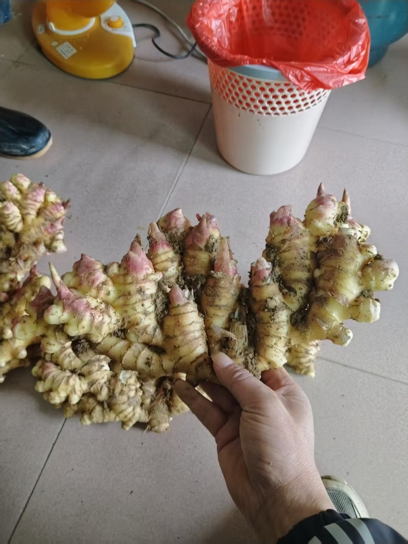 广东小黄姜新鲜上市价格美丽质量好走货快欢迎询价对接全国