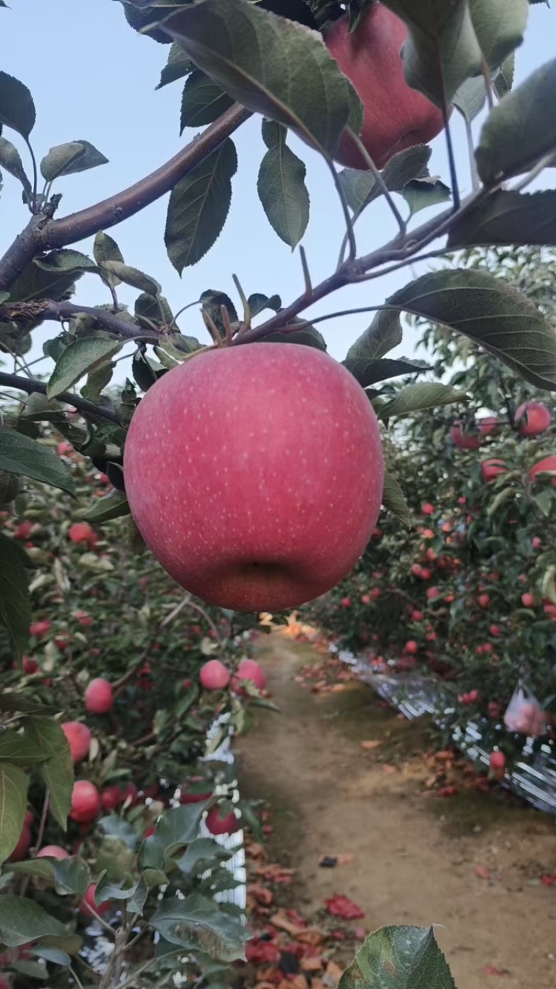 【辽宁苹果】绥中县寒富苹果/电商团购一件代发/便宜