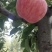 【辽宁苹果】绥中县寒富苹果/电商团购一件代发/便宜