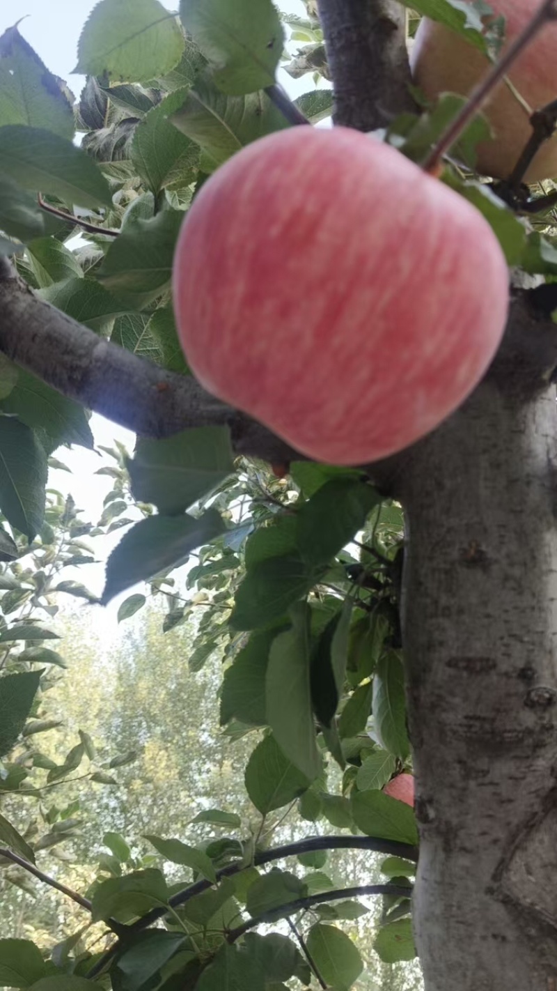 【辽宁苹果】绥中县寒富苹果/电商团购一件代发/便宜