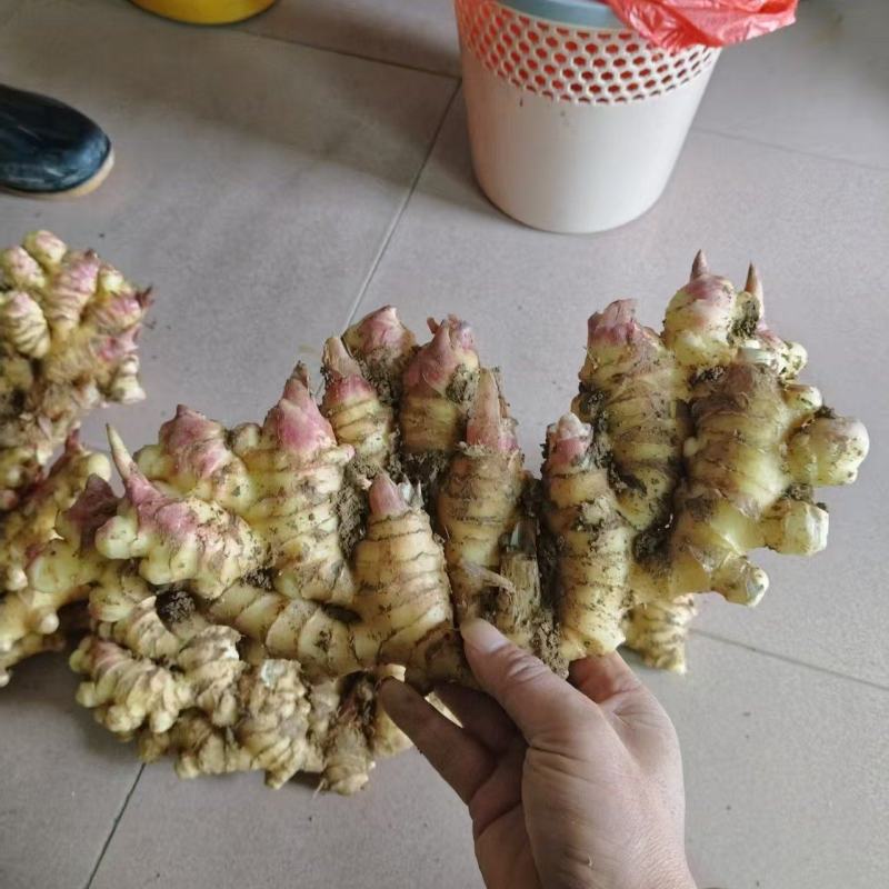 （热卖）广东小黄姜新鲜上市价格美丽质量好走货快欢迎询价