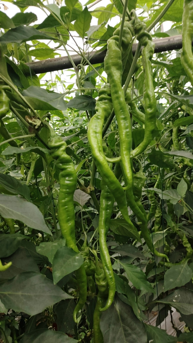 西昌螺丝椒专业代办