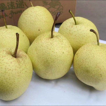 雪梨