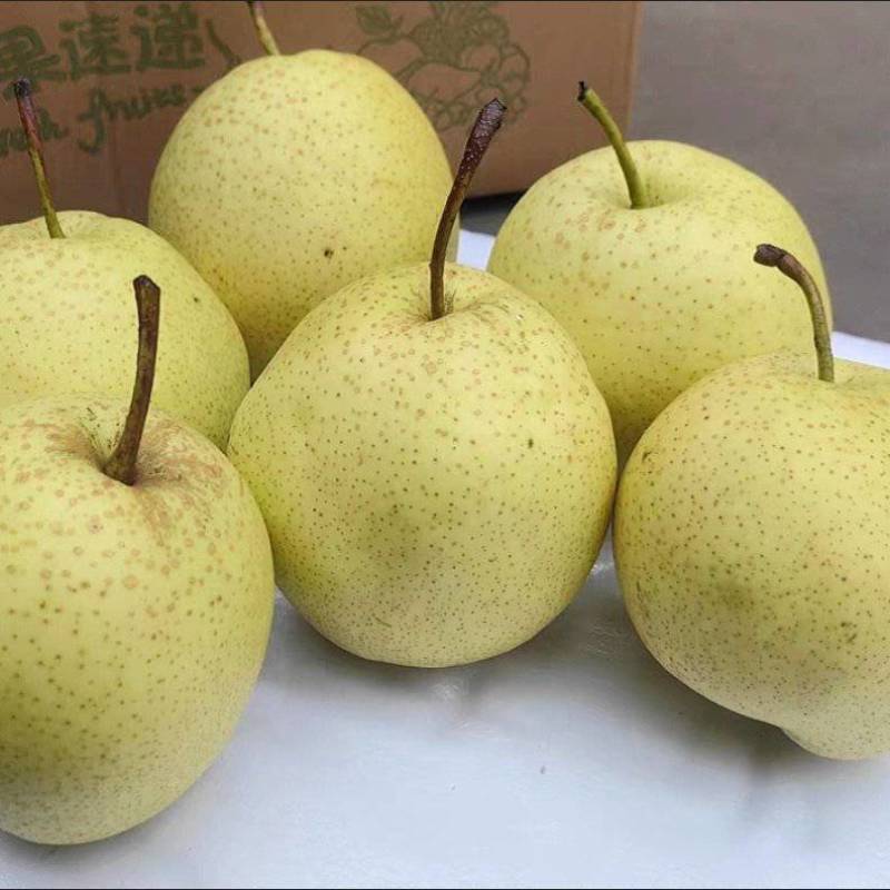 雪梨