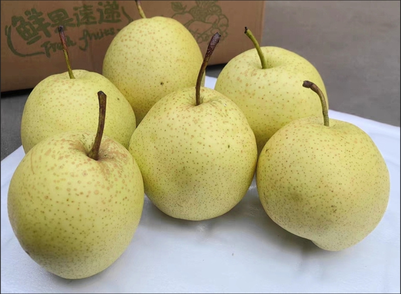 雪梨