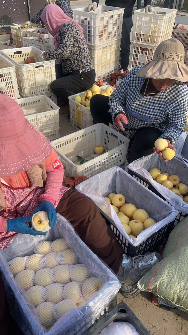 山东基地，黄金维纳斯苹果，红富土苹果产地直供，全国代发，