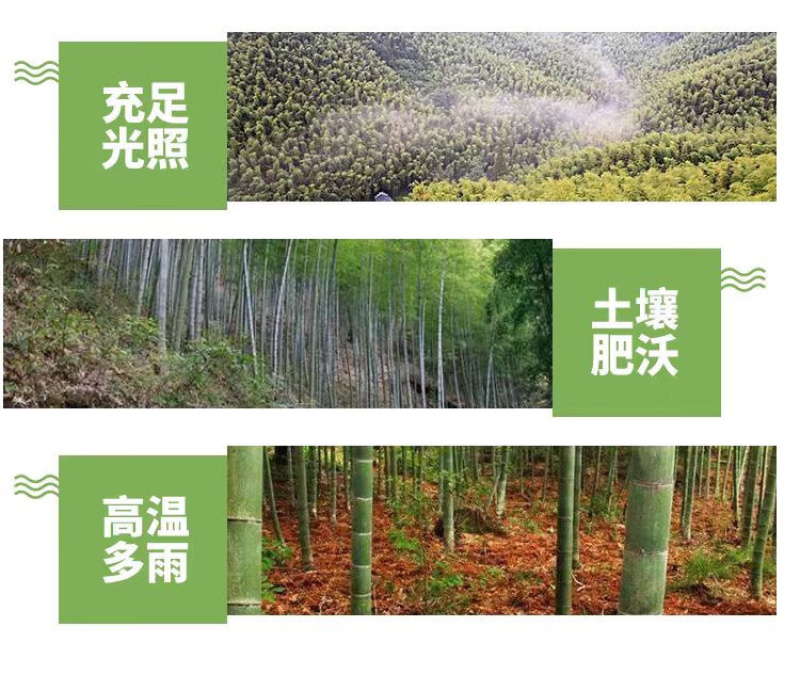 江西原味特产嫩笋尖当季新货脆嫩爽口