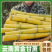 云南黄金甘蔗/黄皮甘蔗/产地货源/电商市场直播发货