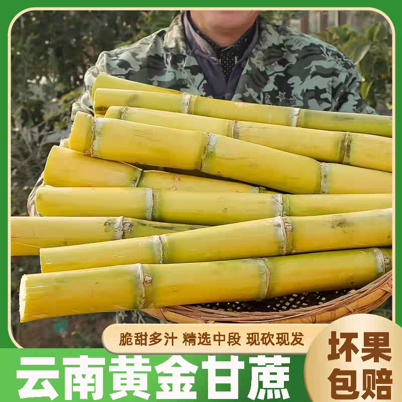 云南黄金甘蔗/黄皮甘蔗/产地货源/电商市场直播发货