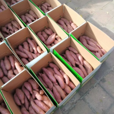 苏薯36.