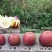 盐源苹果冰糖心红富士