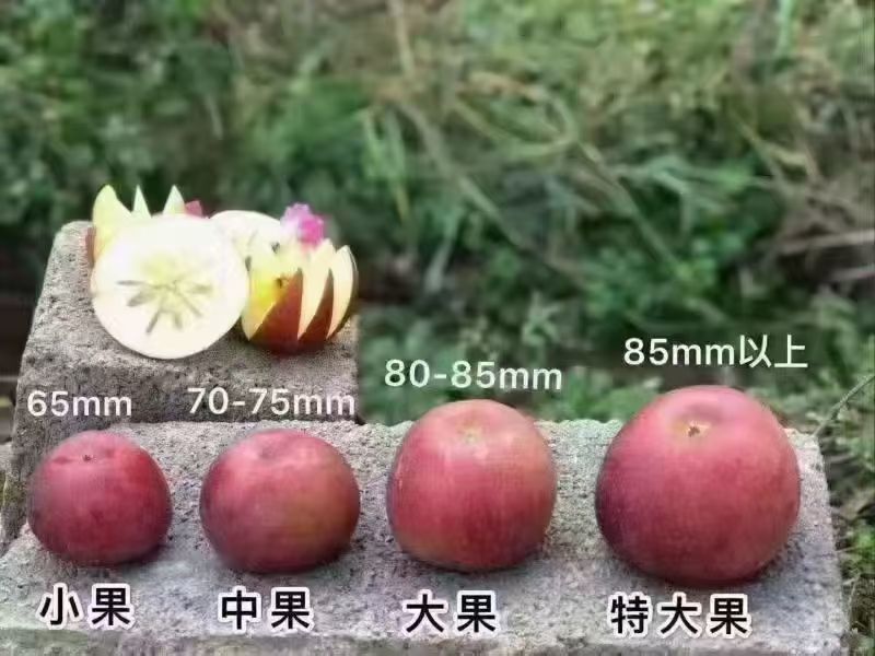 盐源苹果冰糖心红富士