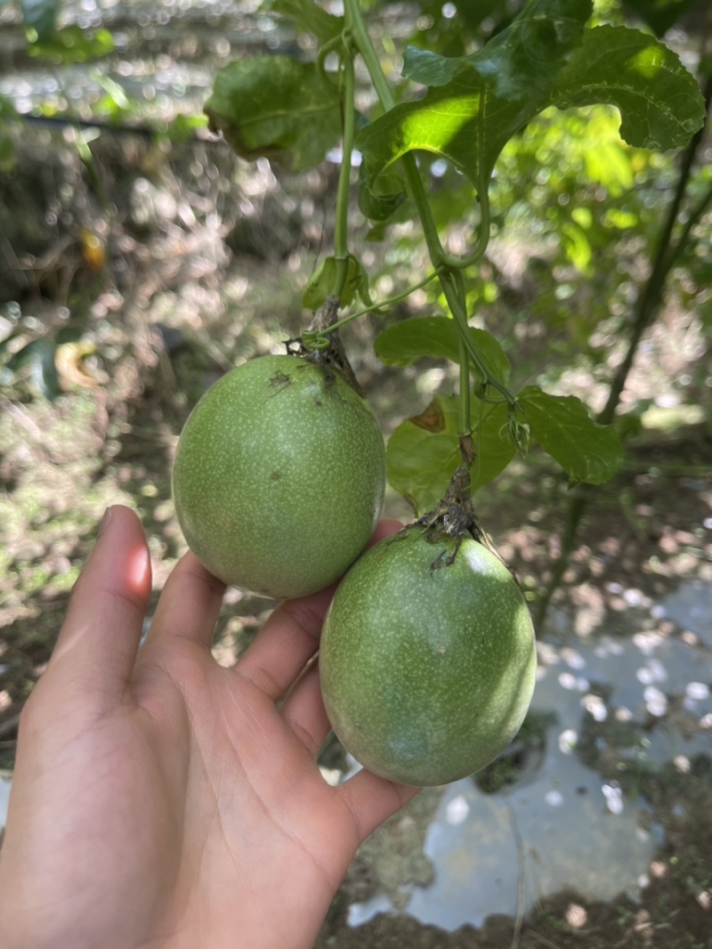 台农，紫香，货多多，需要的批发商联系