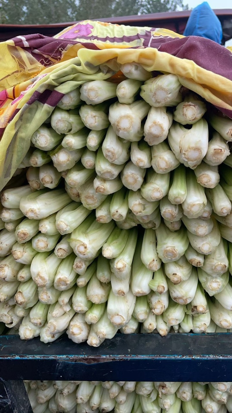 芹菜大棚种植芹菜个头均匀菜干净