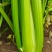 芹菜大棚种植芹菜个头均匀菜干净