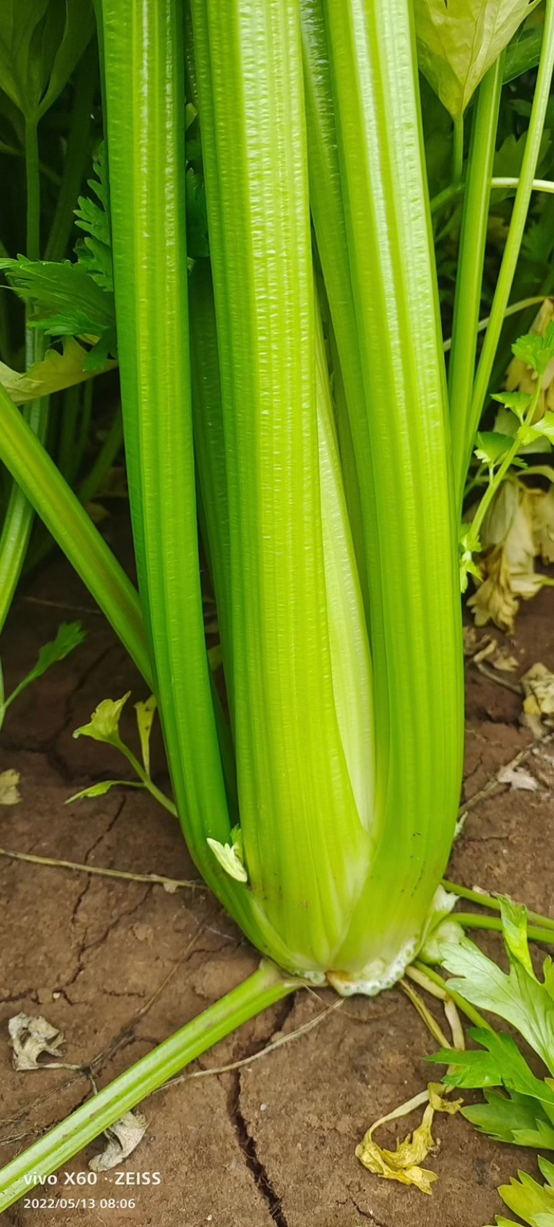 芹菜大棚种植芹菜个头均匀菜干净