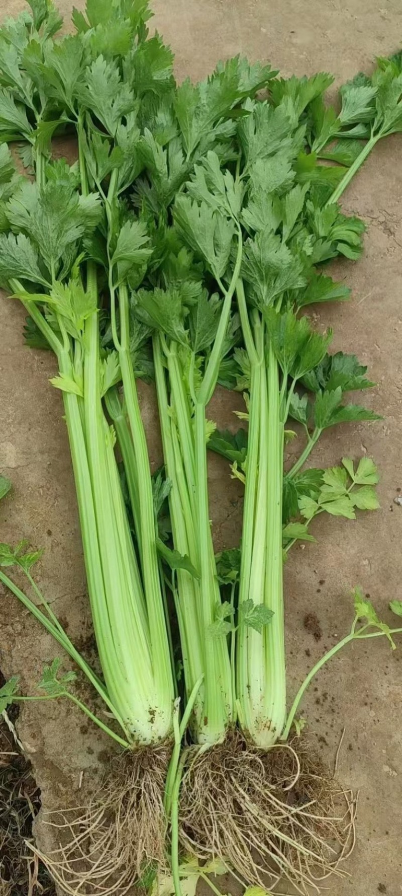 芹菜大棚种植芹菜个头均匀菜干净