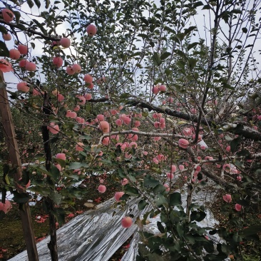 山东红富士苹果