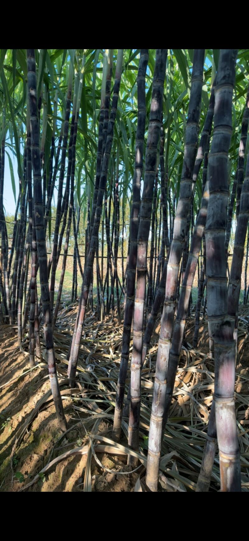 黑皮甘蔗产地直销一手货源批发，口感脆甜，皮薄汁多