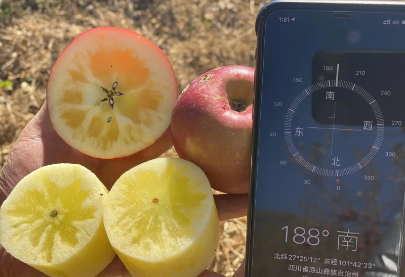 大凉山糖心苹果，产地直发品质保证，当季新鲜现货欢迎来采购